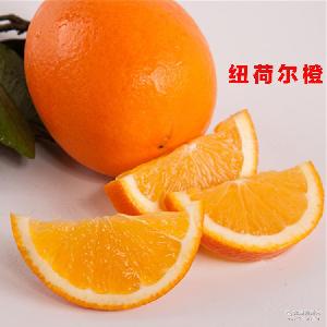 綠爾果汁 價格、型號與選購指南，助您品味新鮮水果零售的健康之選